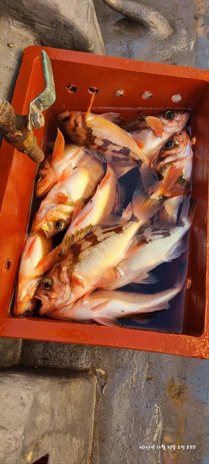 30일오전 왕열이 쿨러 마무리조황 (조황조행기 - 바다선상조황)