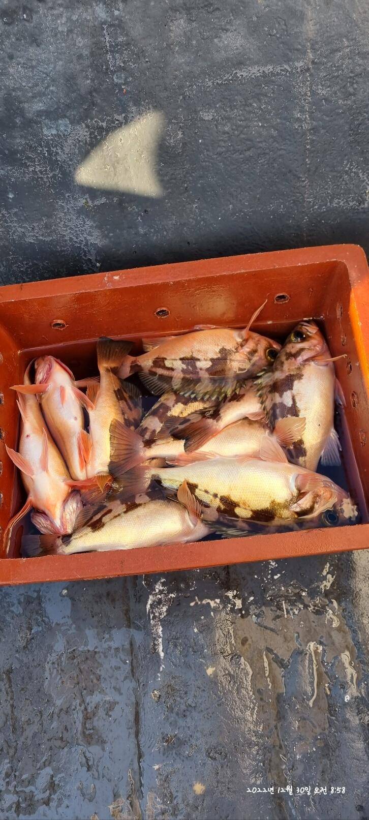 30일오전 왕열이 쿨러 마무리조황 (조황조행기 - 바다선상조황)