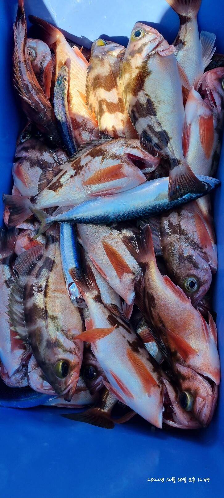 30일오전 왕열이 쿨러 마무리조황 (조황조행기 - 바다선상조황)