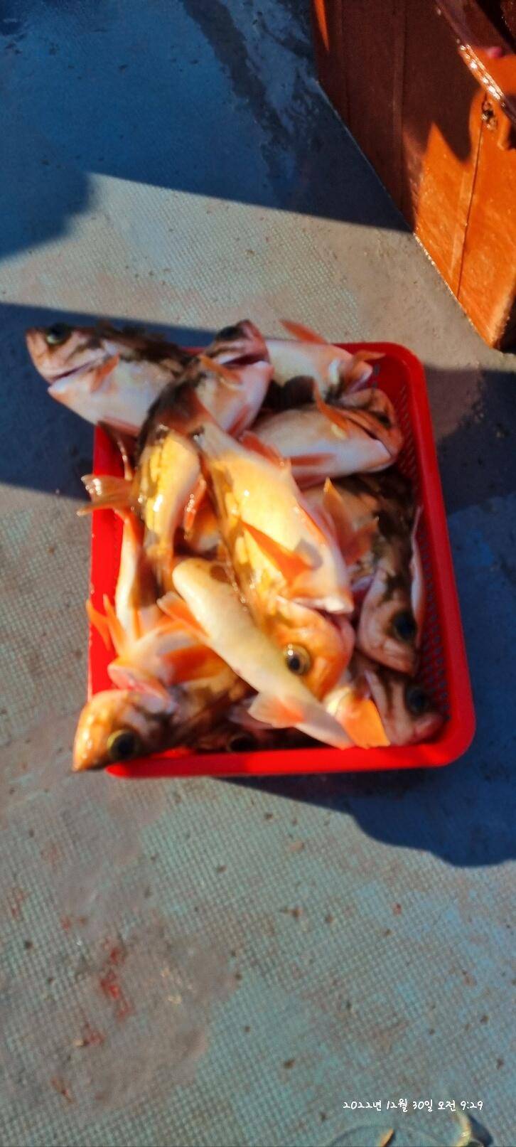 30일오전 왕열이 쿨러 마무리조황 (조황조행기 - 바다선상조황)