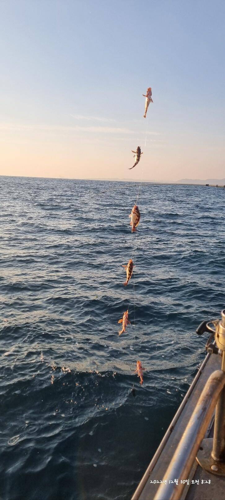 30일오전 왕열이 쿨러 마무리조황 (조황조행기 - 바다선상조황)