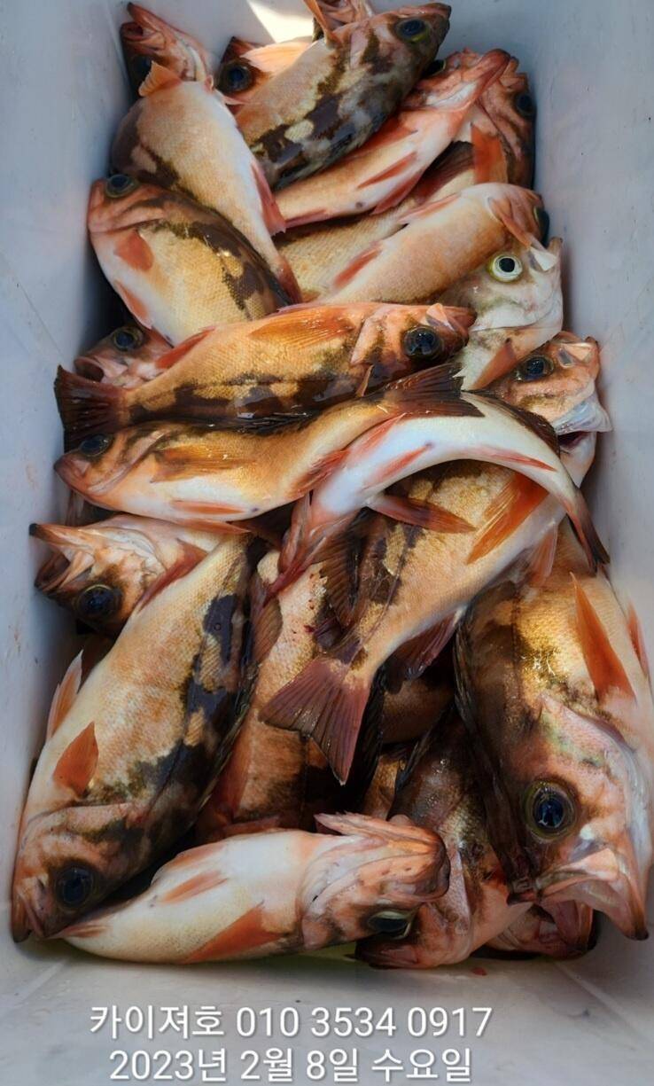 8일왕열기 넉넉히 잡고 입항 했습니다 (조황조행기 - 바다선상조황)