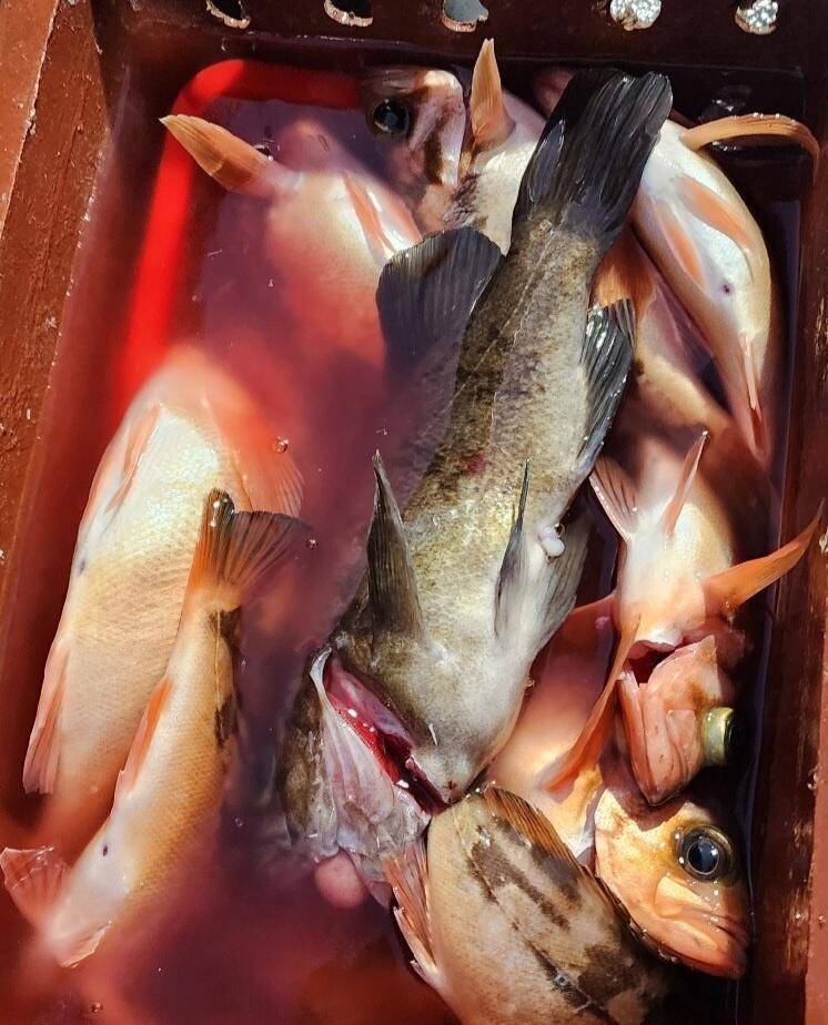 8일왕열기 넉넉히 잡고 입항 했습니다 (조황조행기 - 바다선상조황)