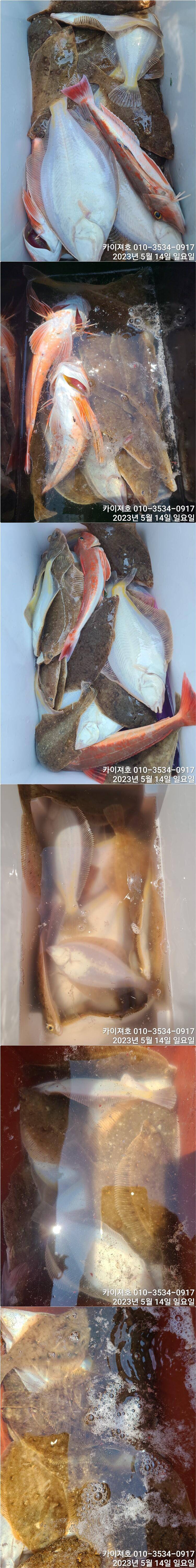 폭팔 입질로 퍼담았습니다 화요일 운동장 여유자리 (조황조행기 - 바다선상조황)