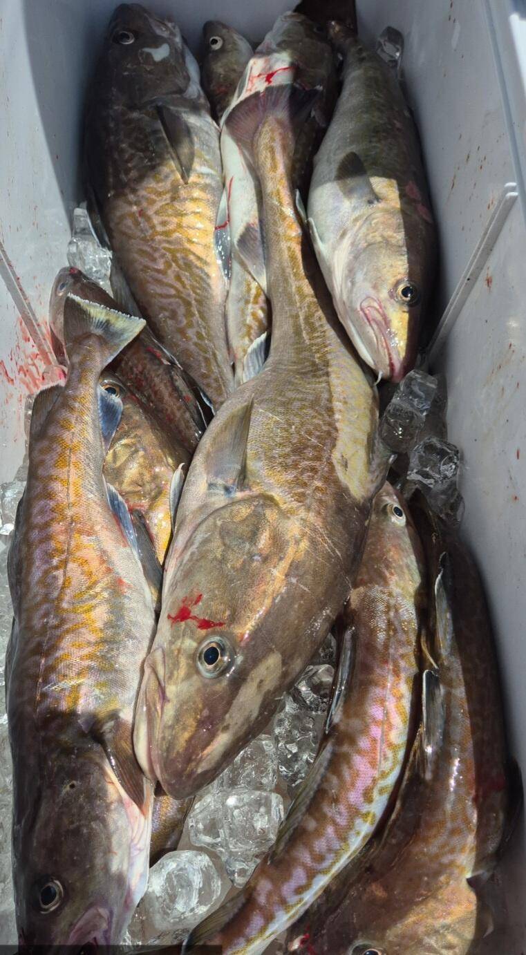 28일왕초보도 전원히트 28일 대구조황 (조황조행기 - 바다선상조황)