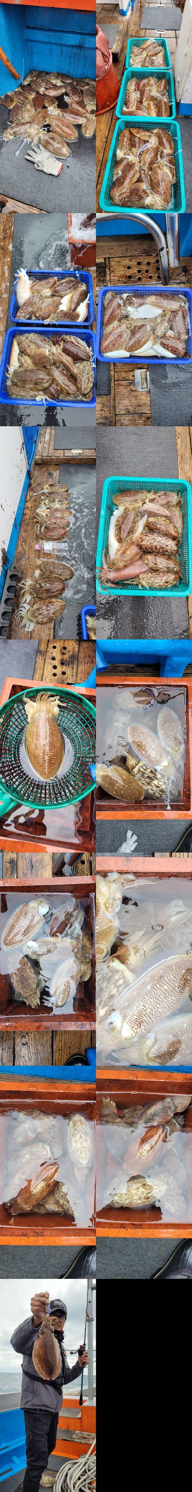 21년신조선22인승제주에이스호22일갑오징어조황입니다 (조황조행기 - 바다선상조황)