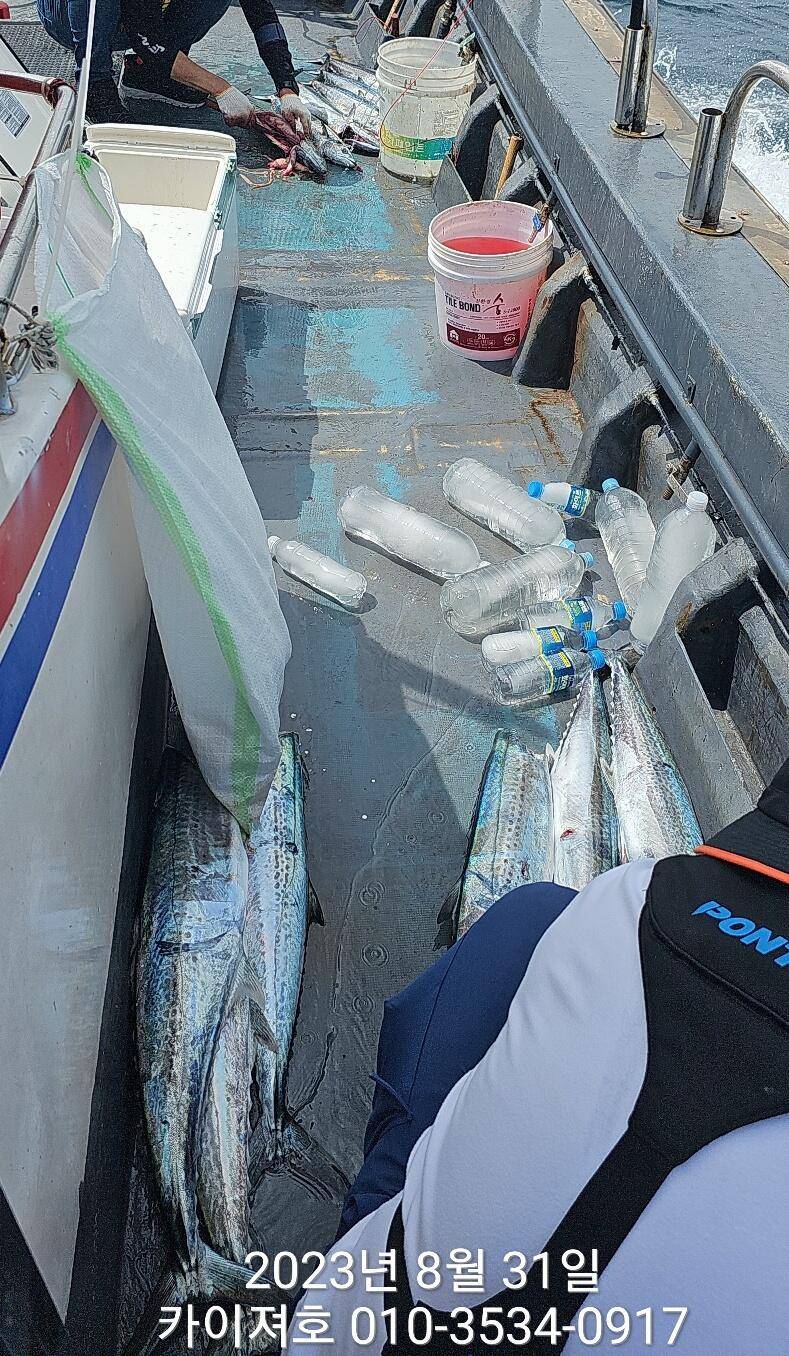 31일마무리 전원 힛트 끝판왕굿굿굿 (조황조행기 - 바다선상조황)