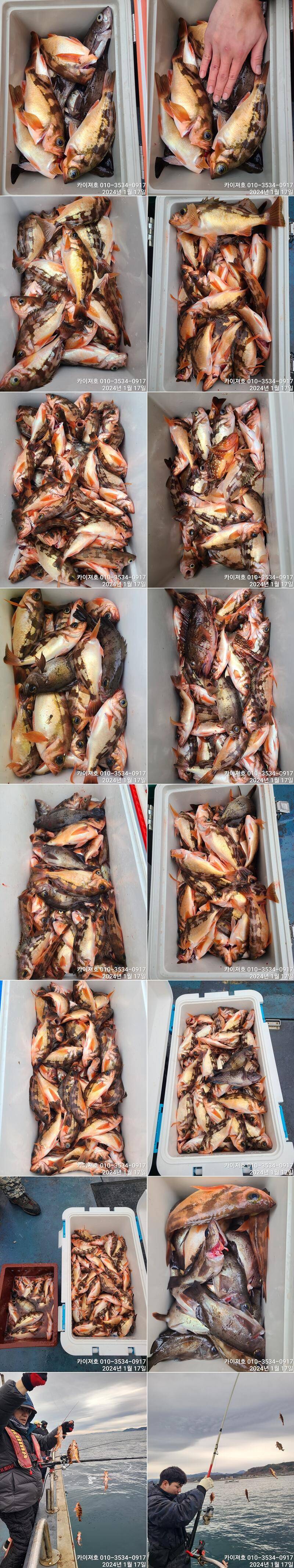 폭탄 줄줄이 볼락 열기 기대가 되는 주말여유자리 (조황조행기 - 바다선상조황)