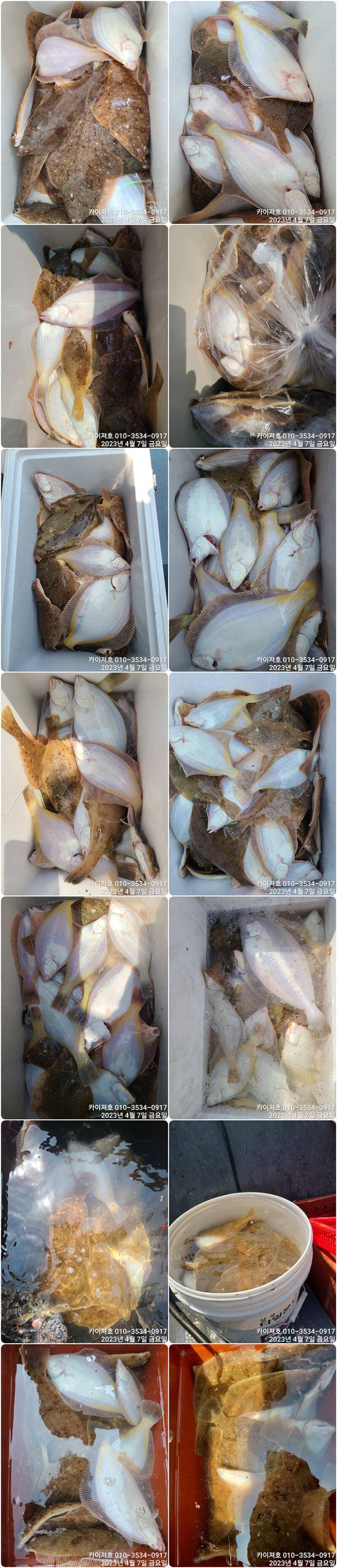 7일 퍼담았습니다 오늘도일오후 월요일 오전여유자리 (조황조행기 - 바다선상조황)