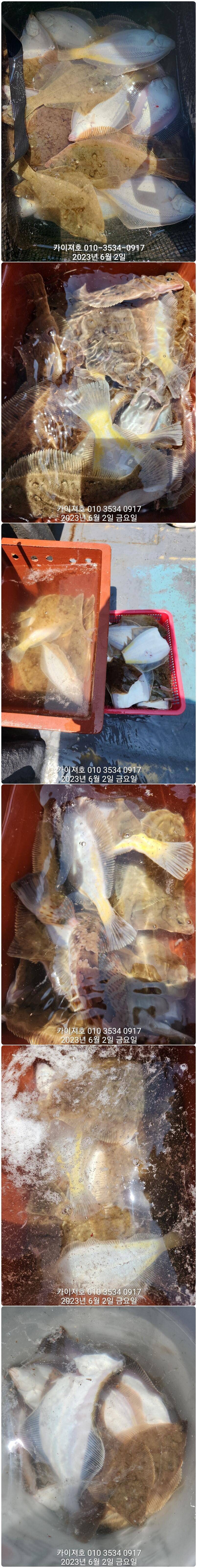 2일마무리 많이 잡았어요 토요일 오전 여유자리 (조황조행기 - 바다선상조황)