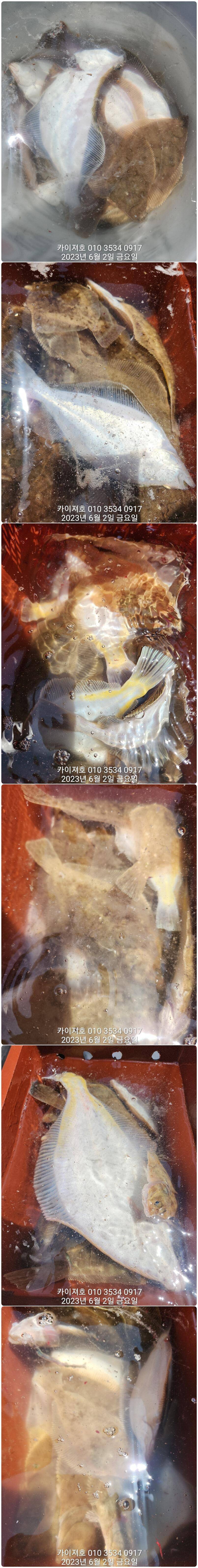 2일마무리 많이 잡았어요 토요일 오전 여유자리 (조황조행기 - 바다선상조황)