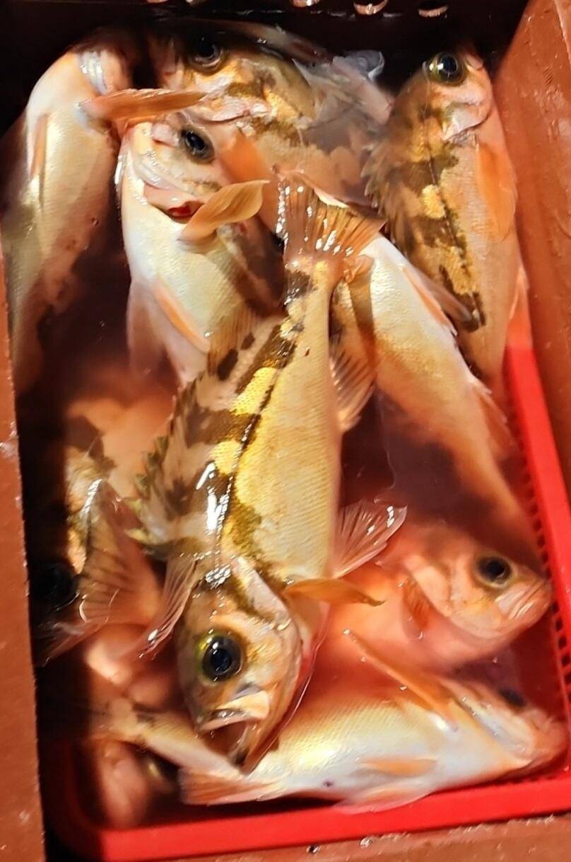 8일왕열기 넉넉히 잡고 입항 했습니다 (조황조행기 - 바다선상조황)