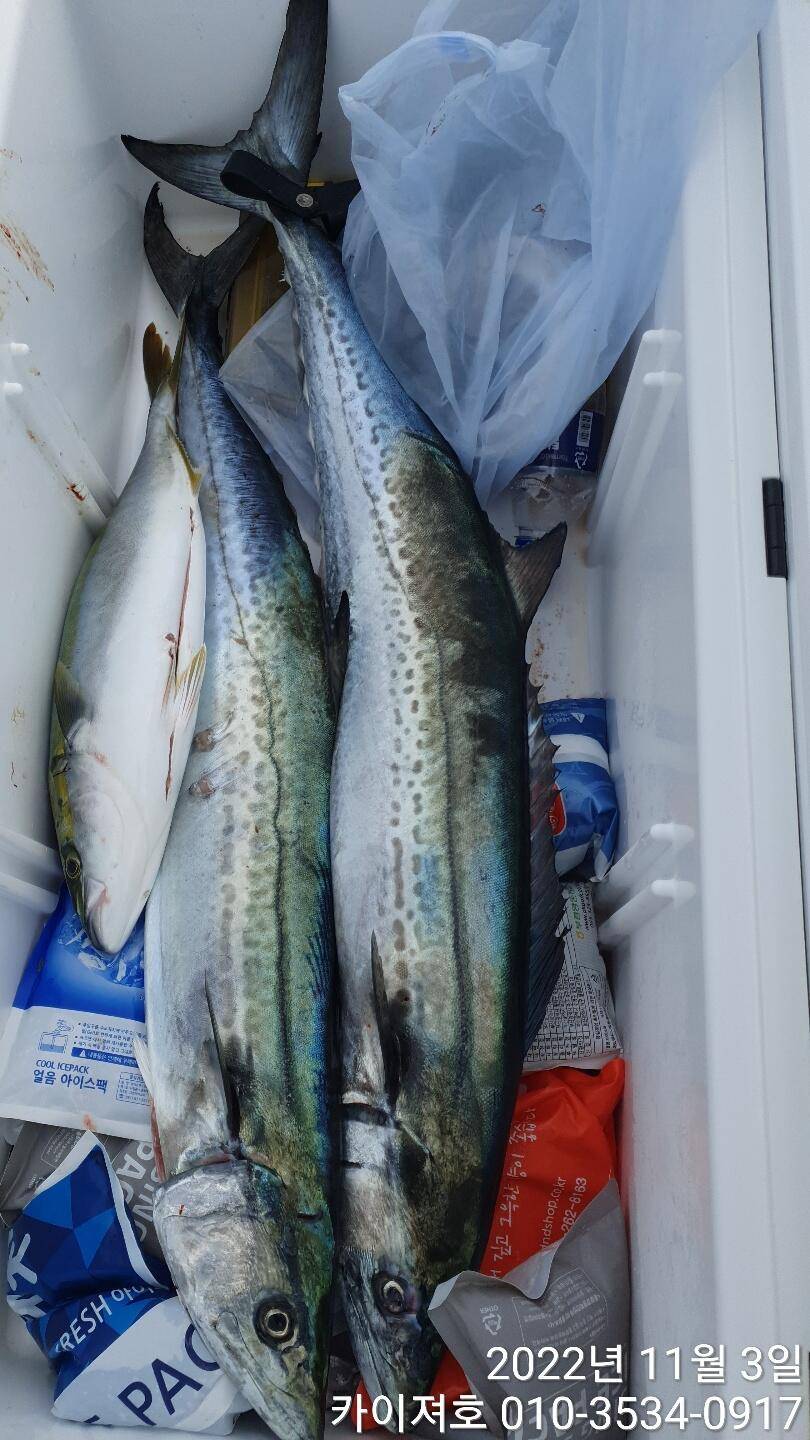 막잡아삼치 아주 잘나와요 (조황조행기 - 바다선상조황)