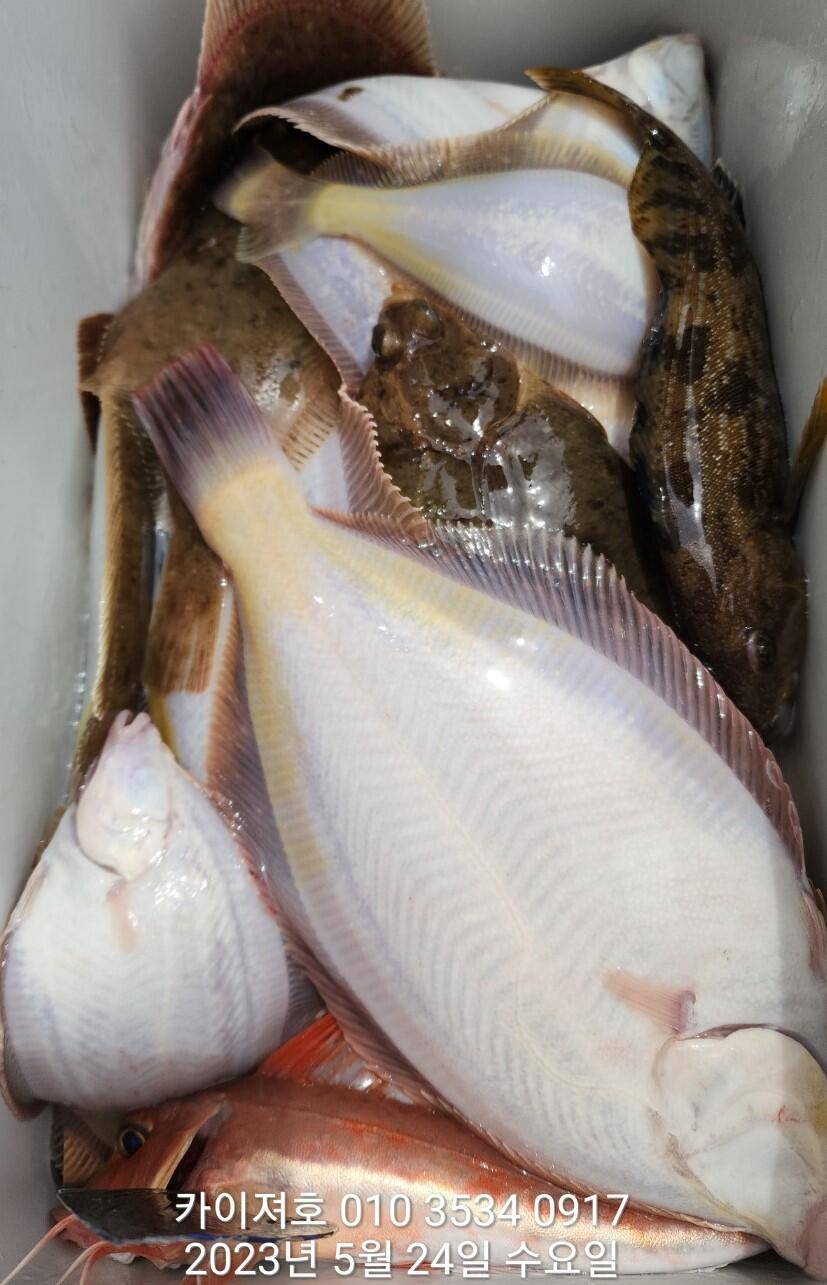 24일왕도다리참가자미 퍼퍼퍼왔어요ㅎ (조황조행기 - 바다선상조황)