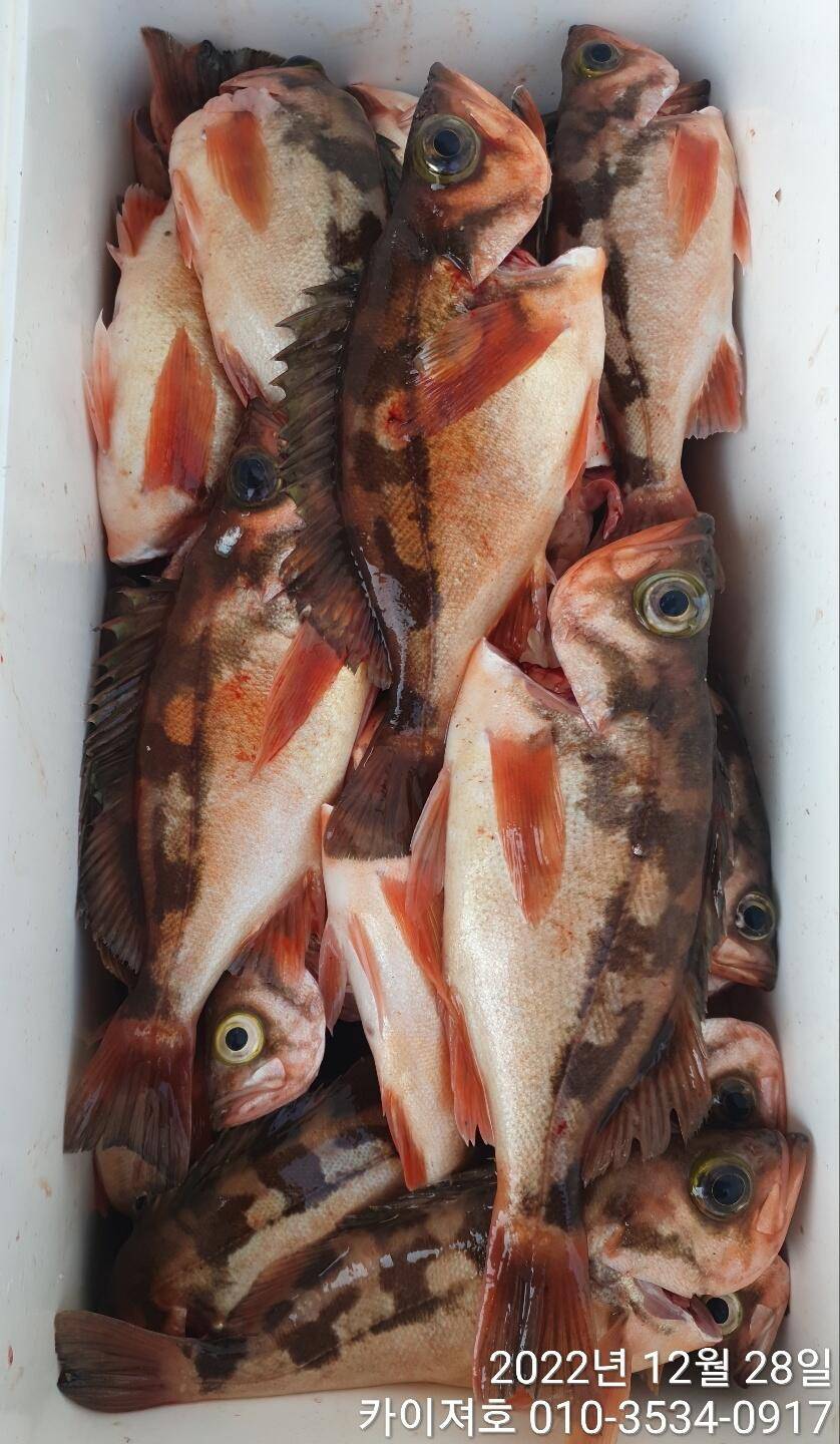 28일 오전왕열기왕볼락 쿨러 조황 마무리 (조황조행기 - 바다선상조황)