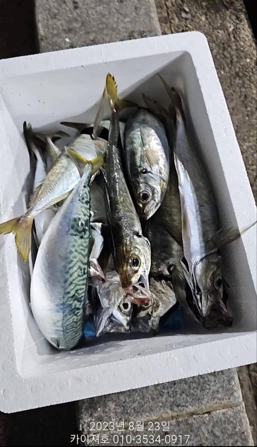 23일어제밤 야간 왁새를돌풍 만나 (조황조행기 - 바다선상조황)
