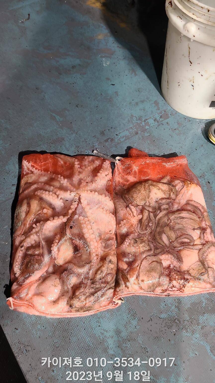 18일 밤 돌문어 반응 따끈 (조황조행기 - 바다선상조황)