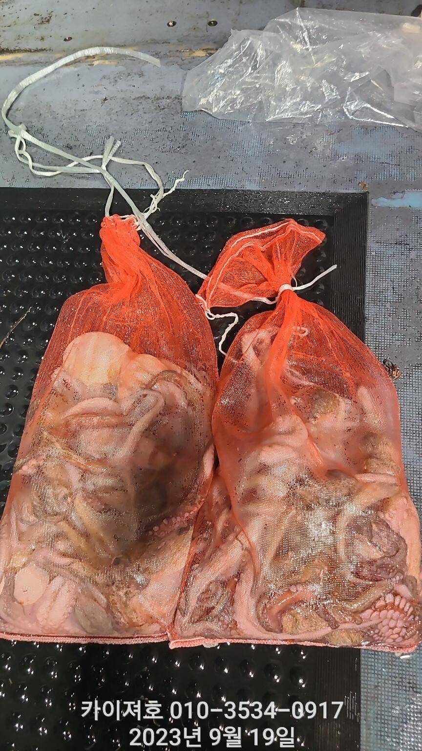 18일 밤 돌문어 반응 따끈 (조황조행기 - 바다선상조황)