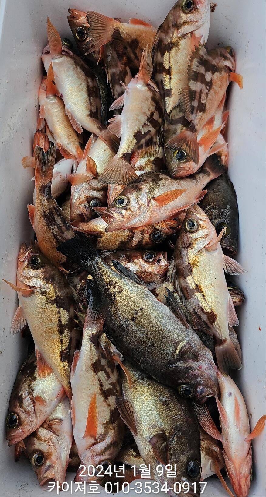 9일볼락열기 마릿수 폭팔 씨알 좋고 (조황조행기 - 바다선상조황)