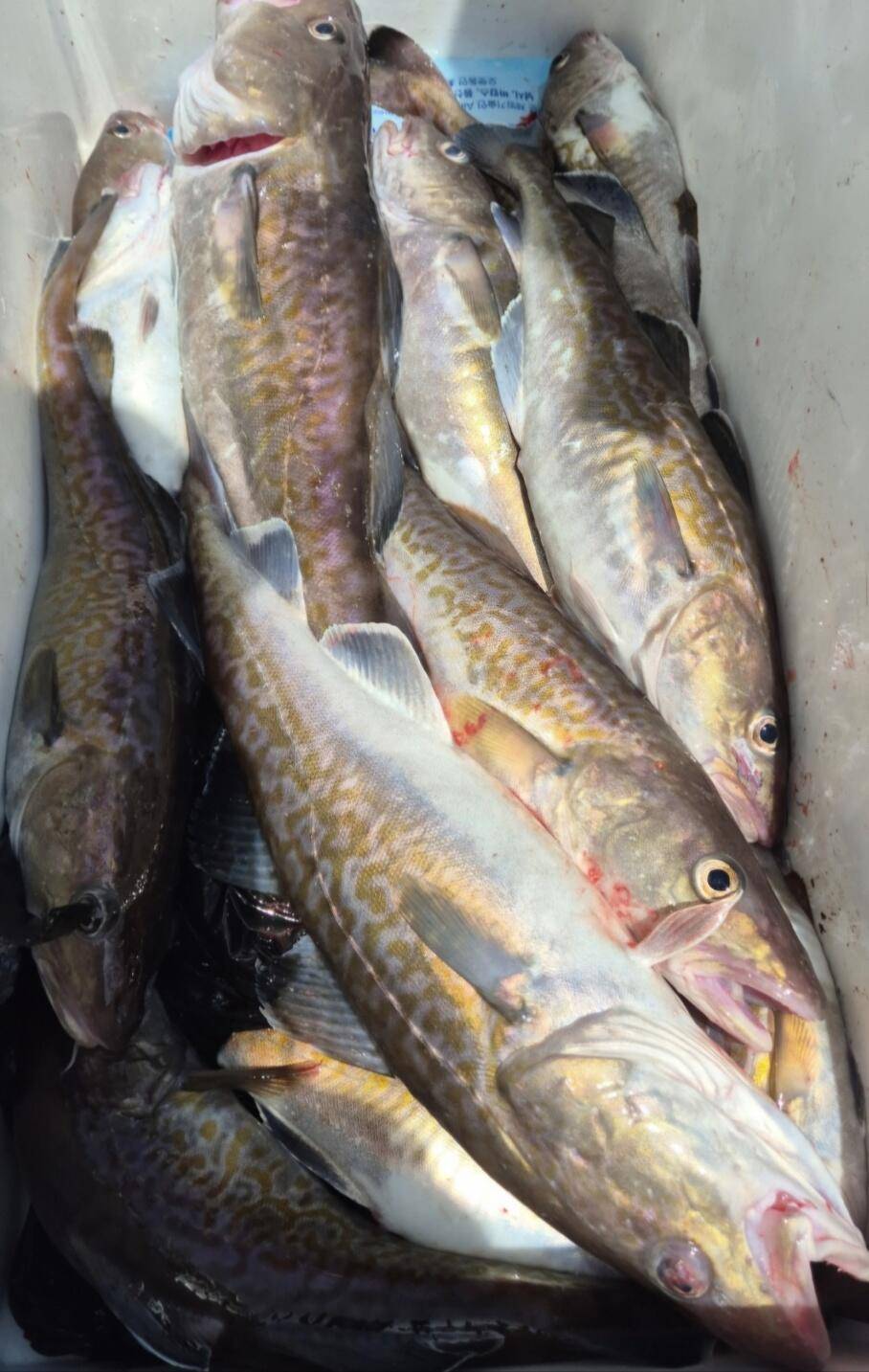 28일왕초보도 전원히트 28일 대구조황 (조황조행기 - 바다선상조황)