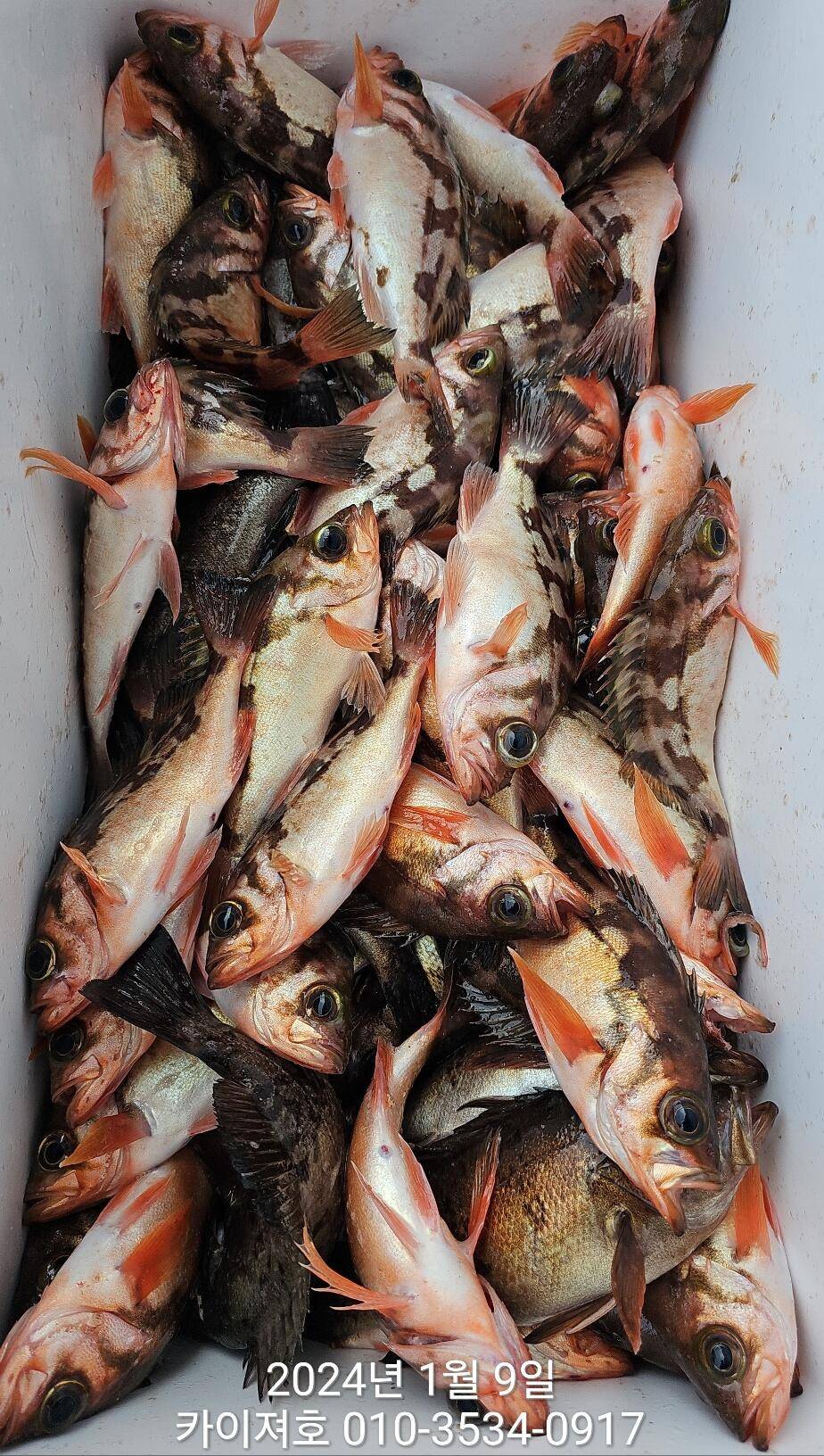 9일볼락열기 마릿수 폭팔 씨알 좋고 (조황조행기 - 바다선상조황)