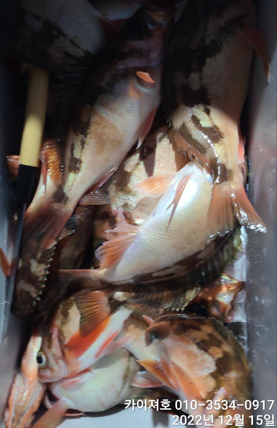 16일 12시 출항왕열기 줄줄이 타오르는 외줄만의 매력 (조황조행기 - 바다선상조황)