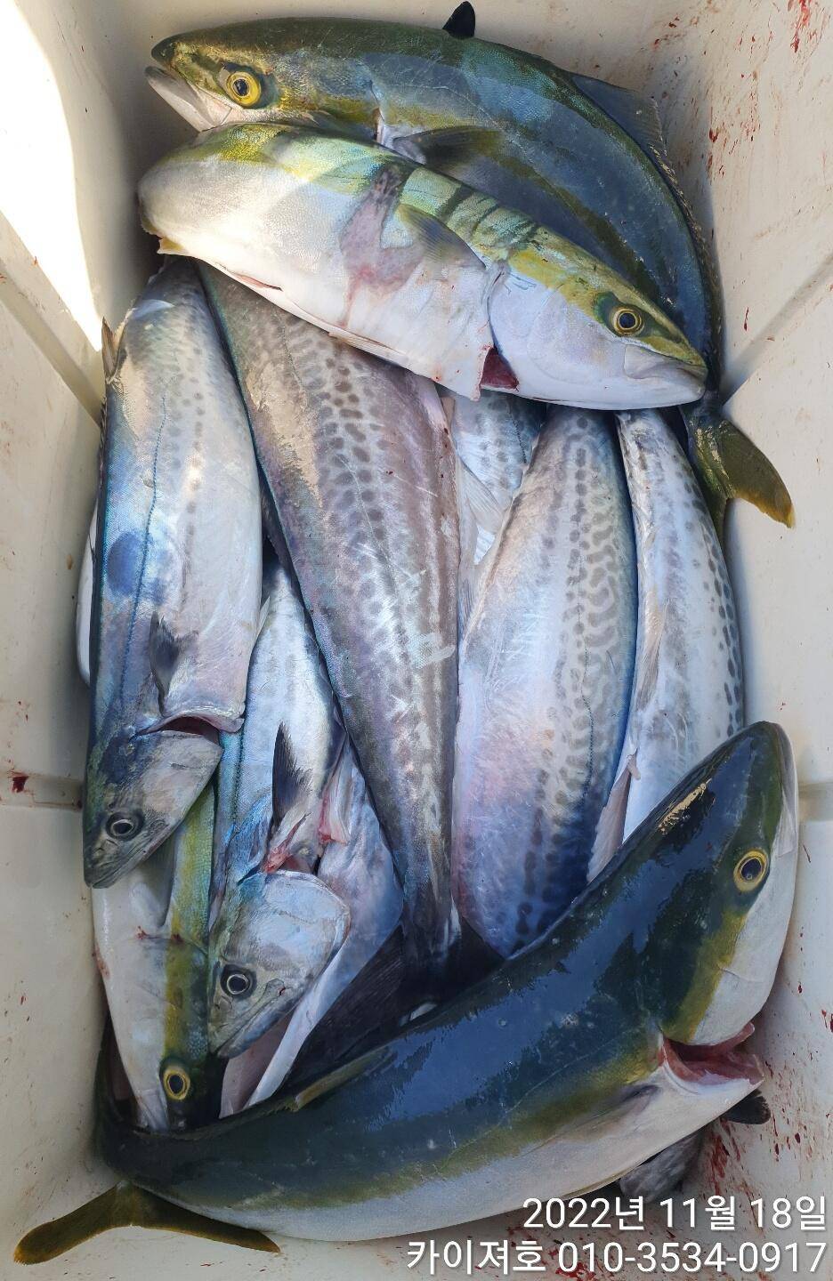 17일 막잡아 방어삼치 아미깔시런 복어 ㅋ (조황조행기 - 바다선상조황)