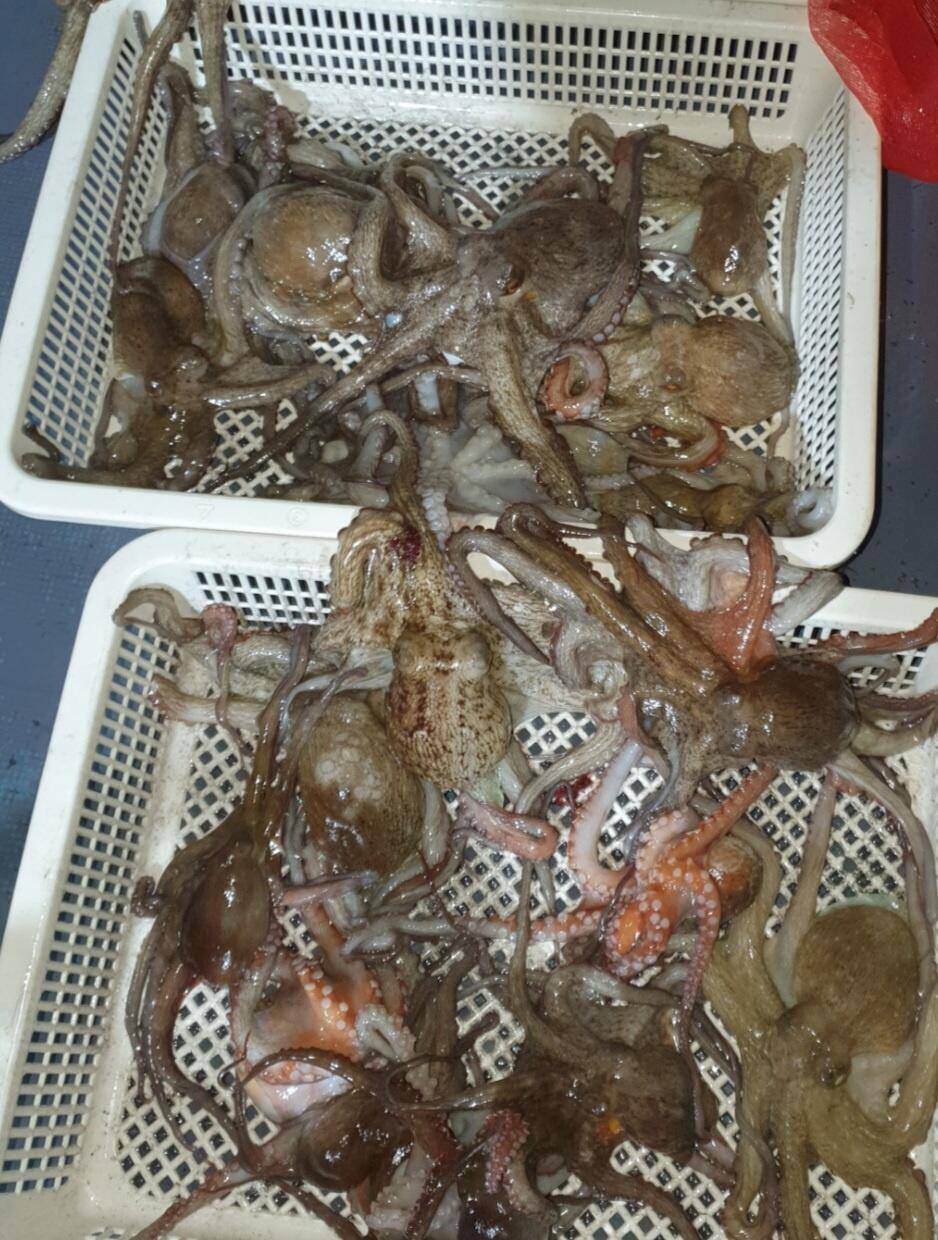 금요일 오전오후막잡아 방어 삼치 밤7시 돌을 품은 문어 돌문어ㅋ여유자리 널널금요일 오전오후막잡아 방어 삼치 밤7시 돌을 품은 문어 돌문어ㅋ여유자리 널널 (조황조행기 - 바다선상조황)