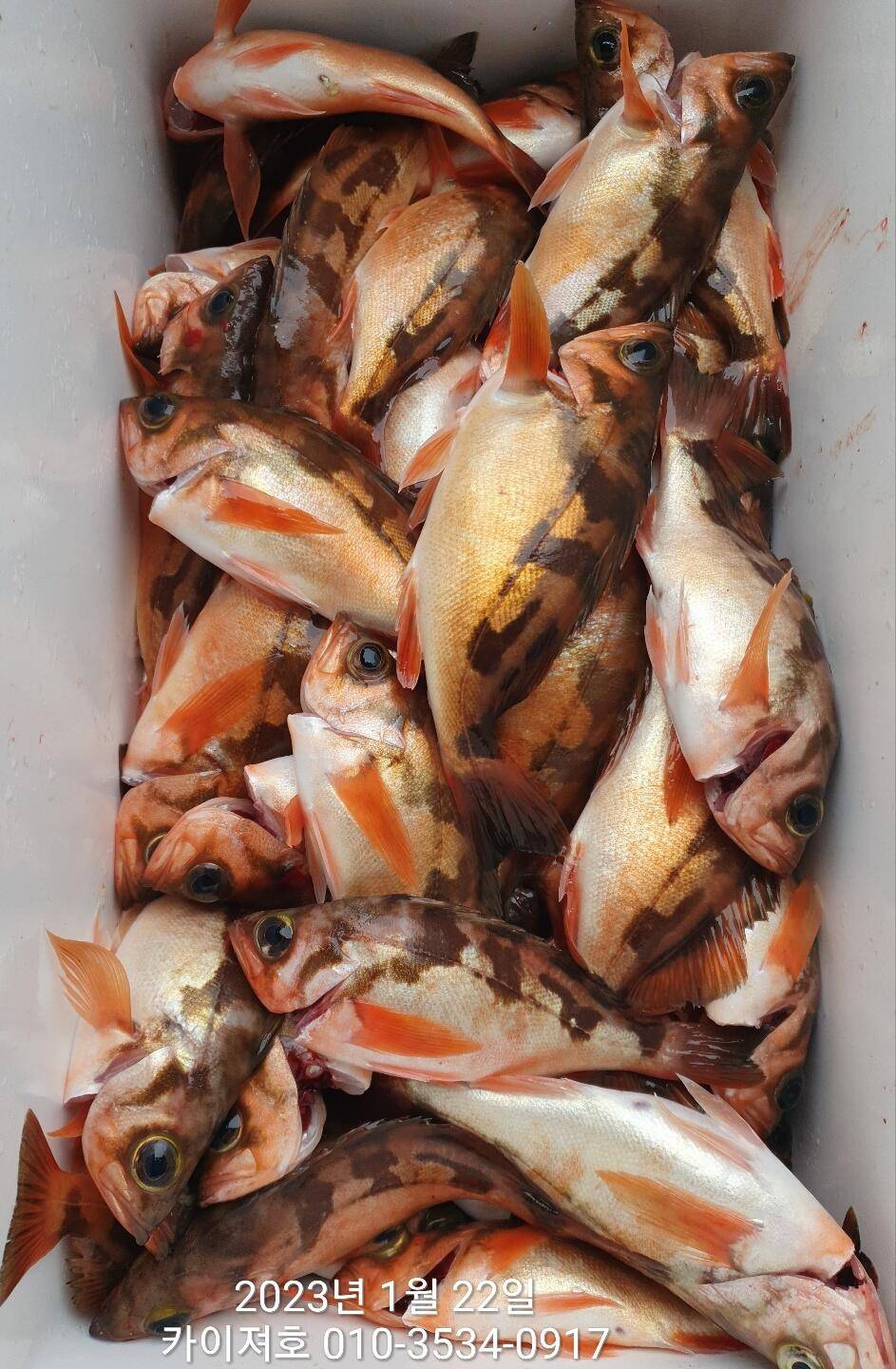 왕열기 볼락 기대가 큽니다 금요일 (조황조행기 - 바다선상조황)