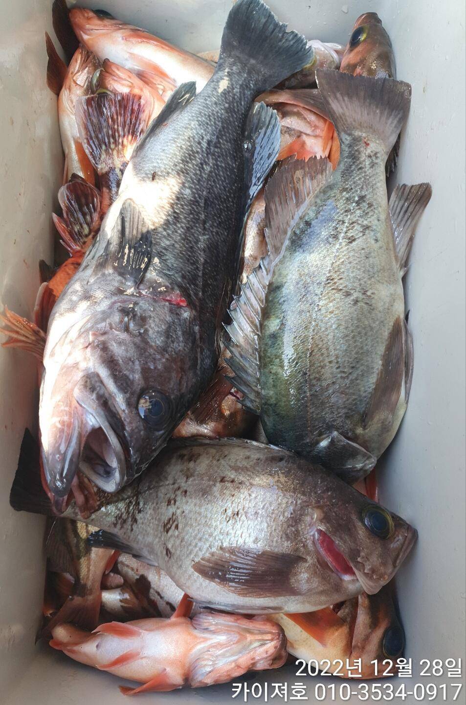 28일 오전왕열기왕볼락 쿨러 조황 마무리 (조황조행기 - 바다선상조황)