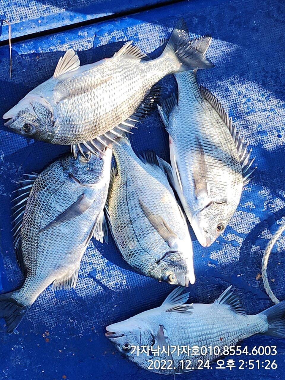 주말감성돔 조황 (조황조행기 - 바다선상조황)