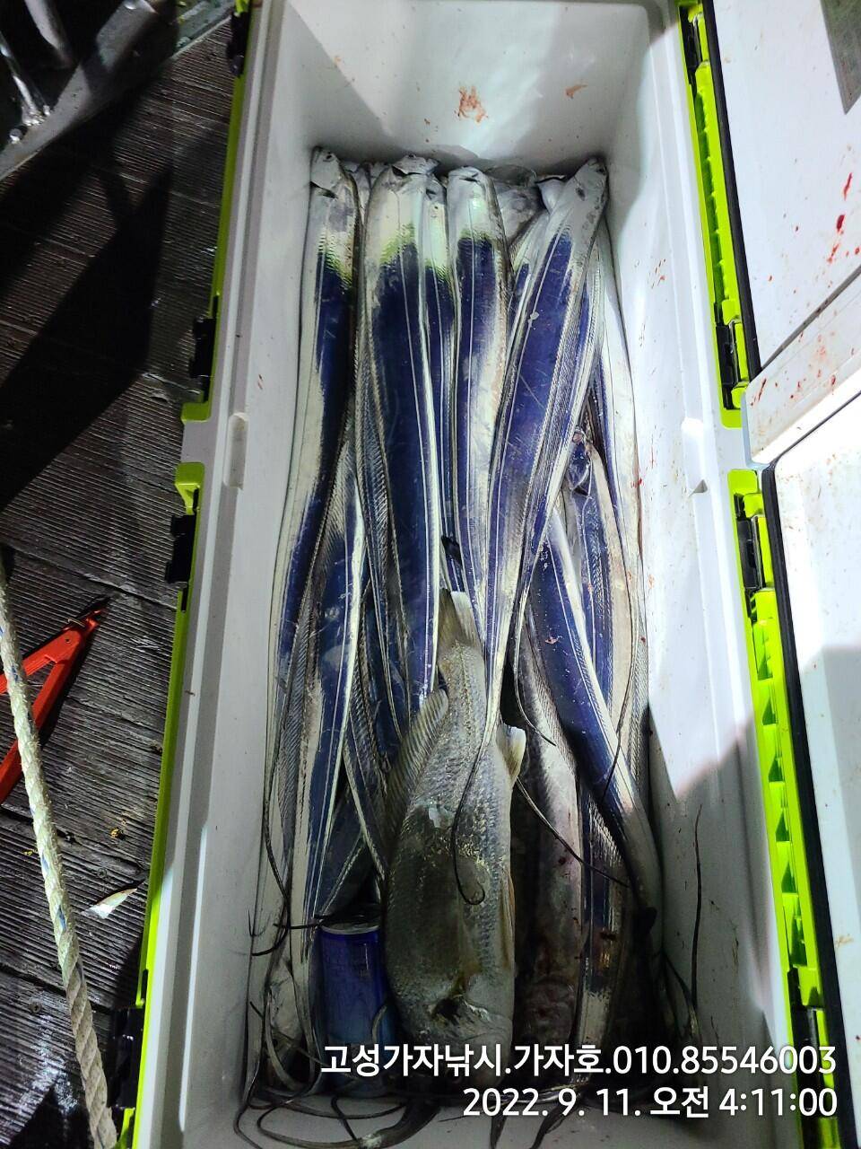 갈치 물색도 살아나고 조황도 살아나고 (조황조행기 - 바다선상조황)