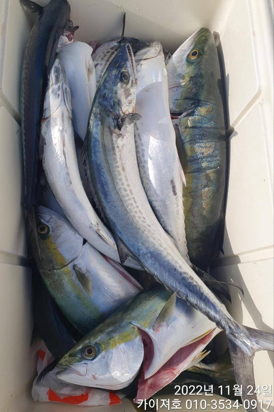 24일 오전 가을 오동통 방어 손맛 찐 합니다 (조황조행기 - 바다선상조황)