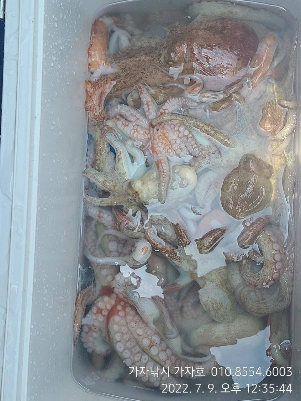 가자호 주야간 돌문어 예약 받아요 (조황조행기 - 바다선상조황)