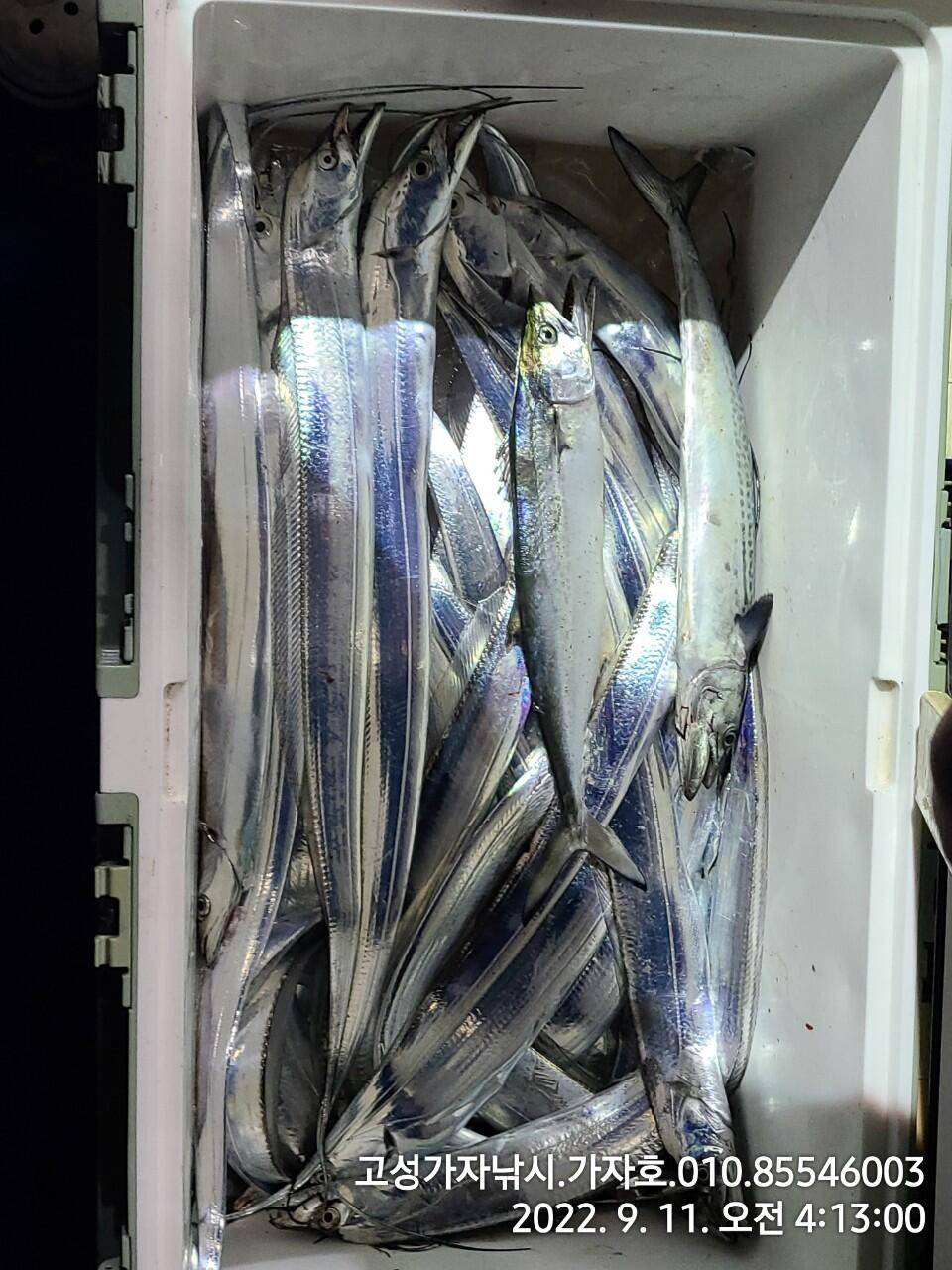 갈치 물색도 살아나고 조황도 살아나고 (조황조행기 - 바다선상조황)
