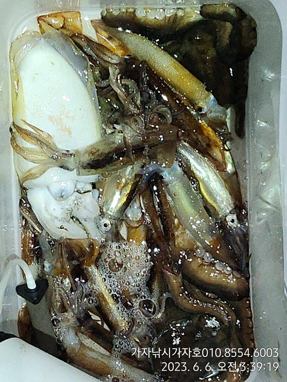 화살촉 오징어 쿨러 가득 (조황조행기 - 바다선상조황)