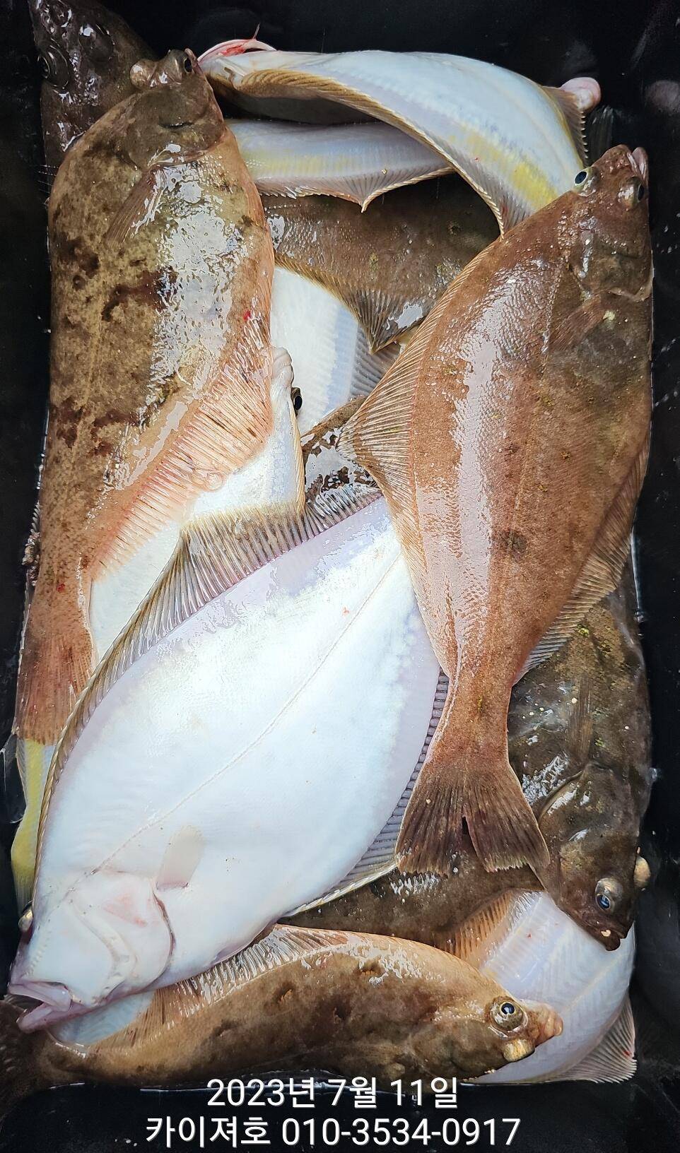 11일오전 타작 보너스도 있네요ㅎ (조황조행기 - 바다선상조황)