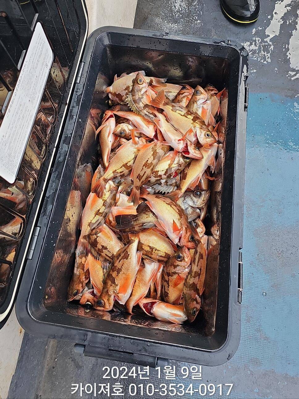 9일볼락열기 마릿수 폭팔 씨알 좋고 (조황조행기 - 바다선상조황)
