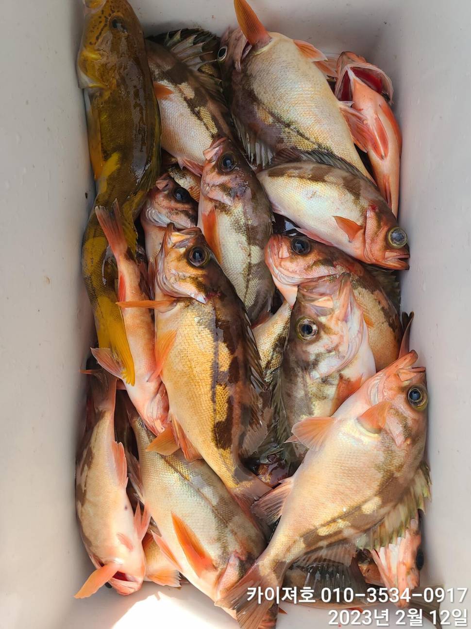 12일오전 왕열기 넉넉히 담아 입항 다음예약일은 목요일 (조황조행기 - 바다선상조황)