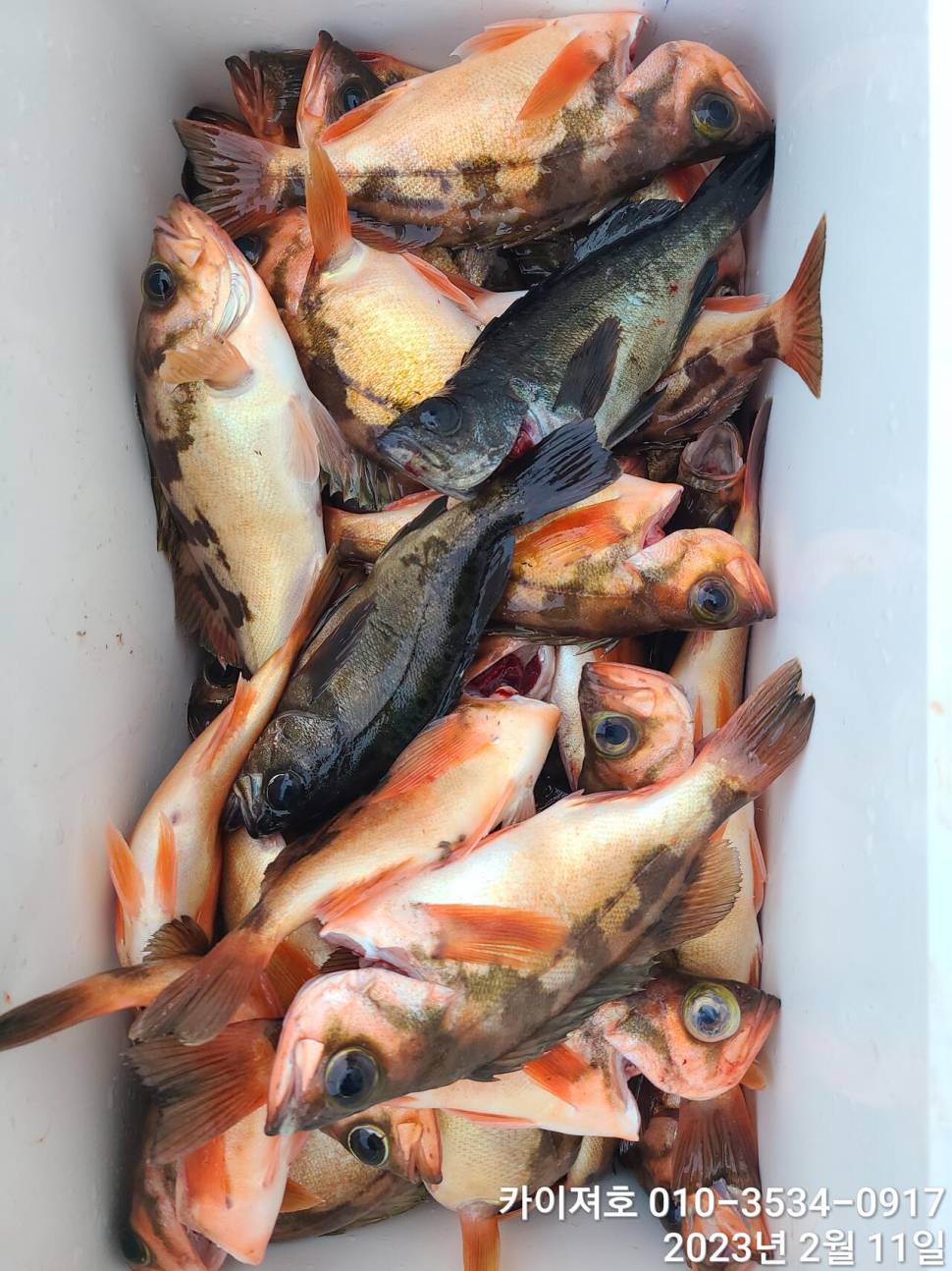 11일오전 왕우럭 왕열기 볼락 마무리 (조황조행기 - 바다선상조황)