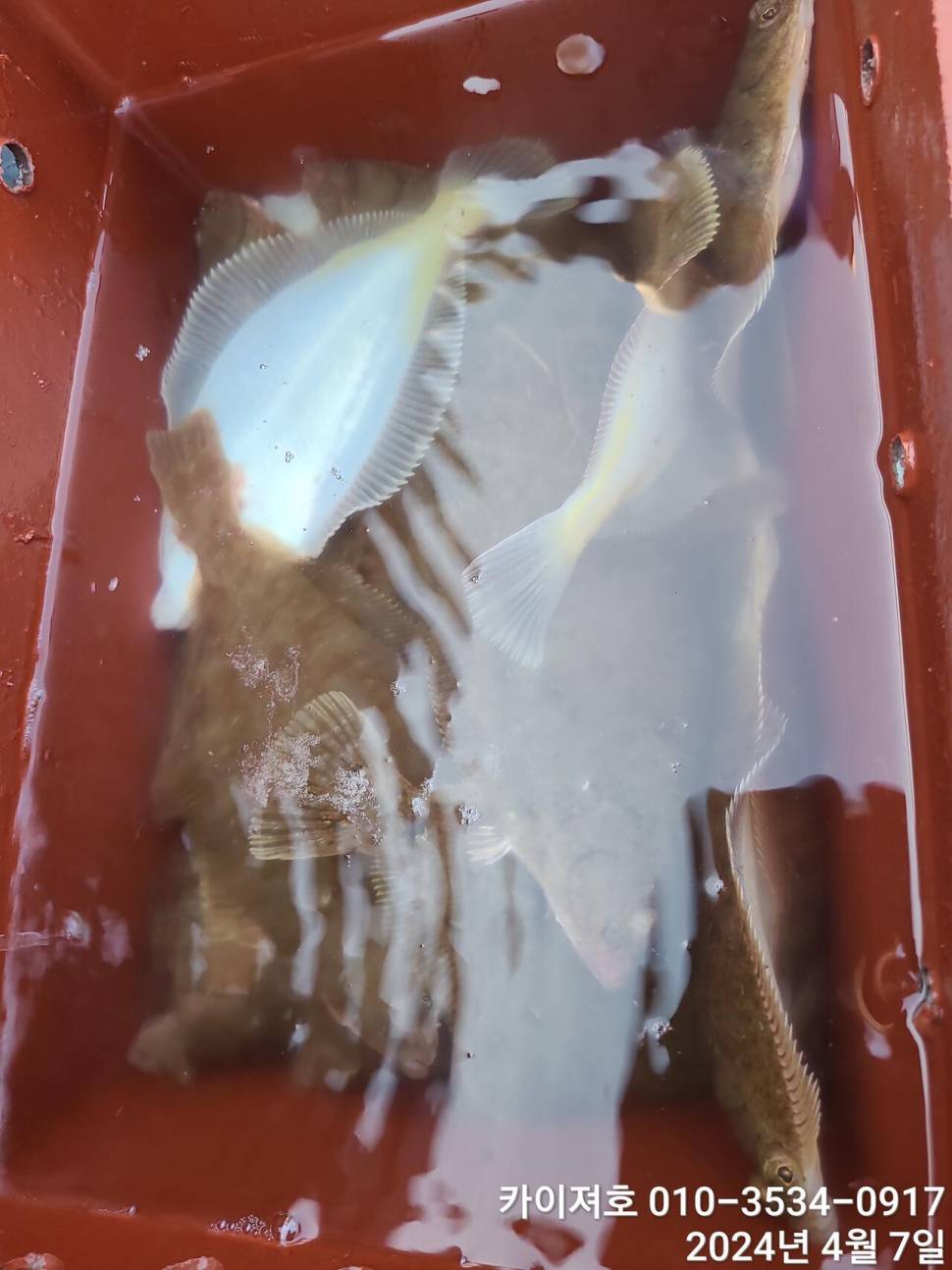 7일 오전 오후마릿수 씨알 대 폭팔 (조황조행기 - 바다선상조황)