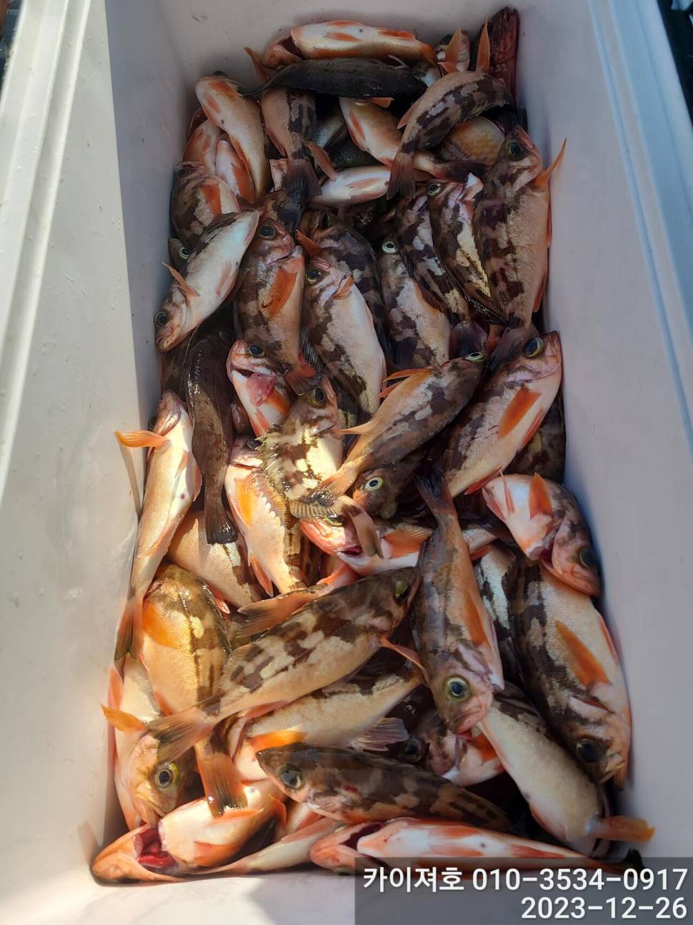 26일오전 볼락 열기 타작 입니다 (조황조행기 - 바다선상조황)