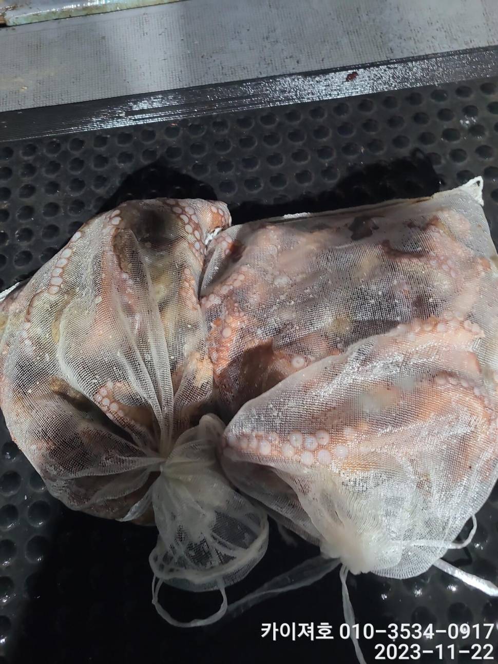 22일카이져호 야간 돌문어 오늘도 굿 (조황조행기 - 바다선상조황)
