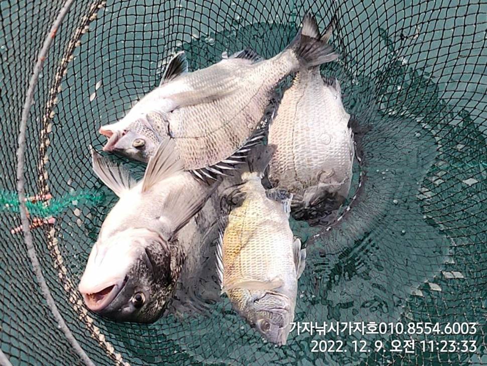 감성돔 조황 (조황조행기 - 바다선상조황)