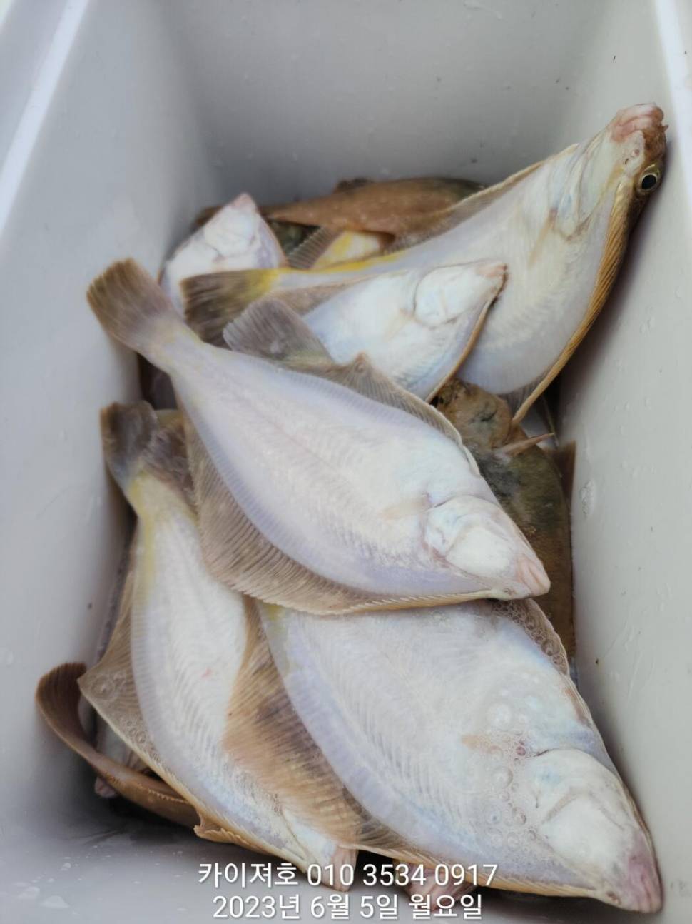 5일 아따 대단해요ㅎ (조황조행기 - 바다선상조황)