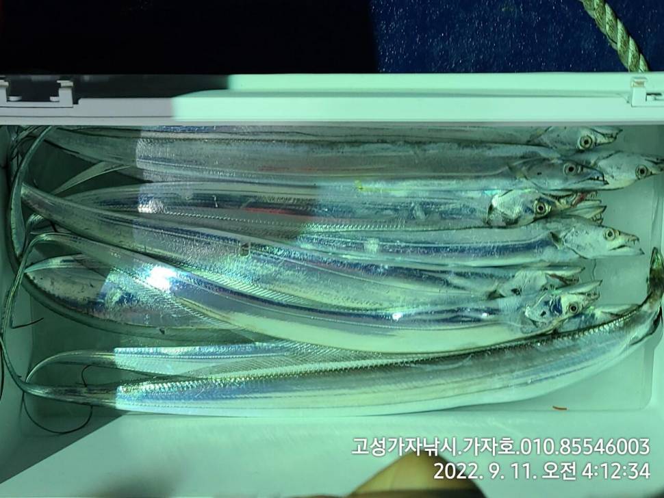 갈치 물색도 살아나고 조황도 살아나고 (조황조행기 - 바다선상조황)