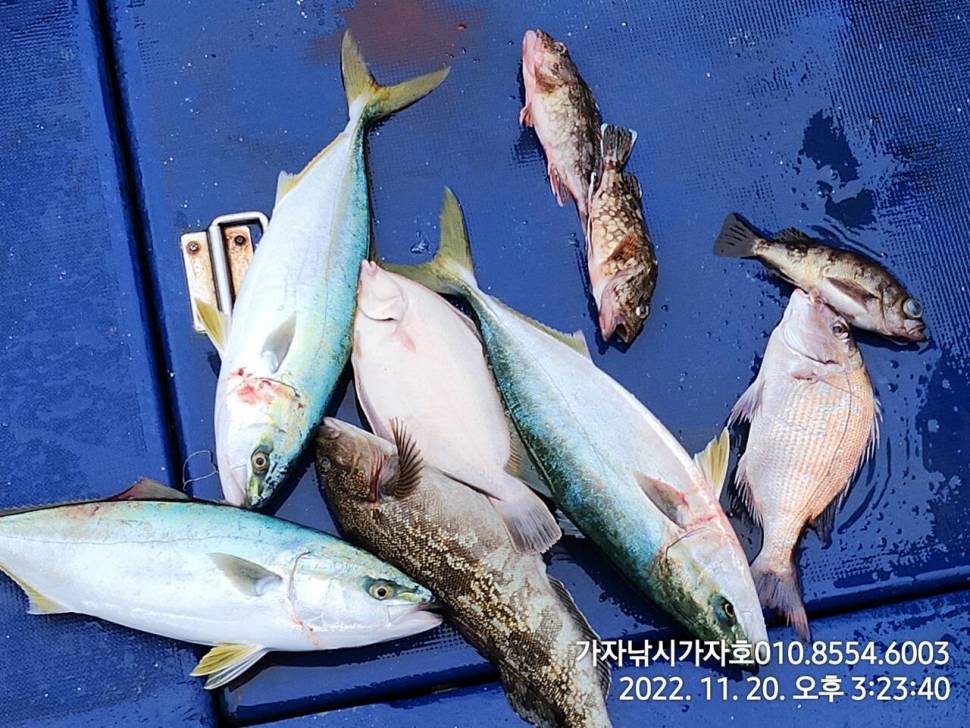 감성돔 손맛 조황 (조황조행기 - 바다선상조황)