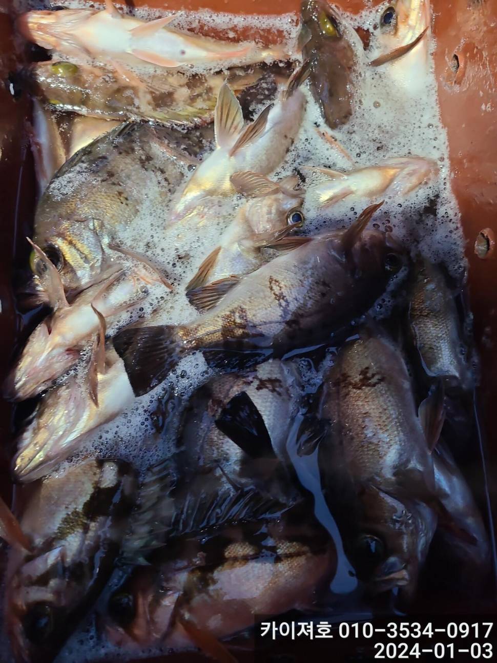 3일오전 완전 쓸어 담았네 왕볼락 볼락 열기 (조황조행기 - 바다선상조황)