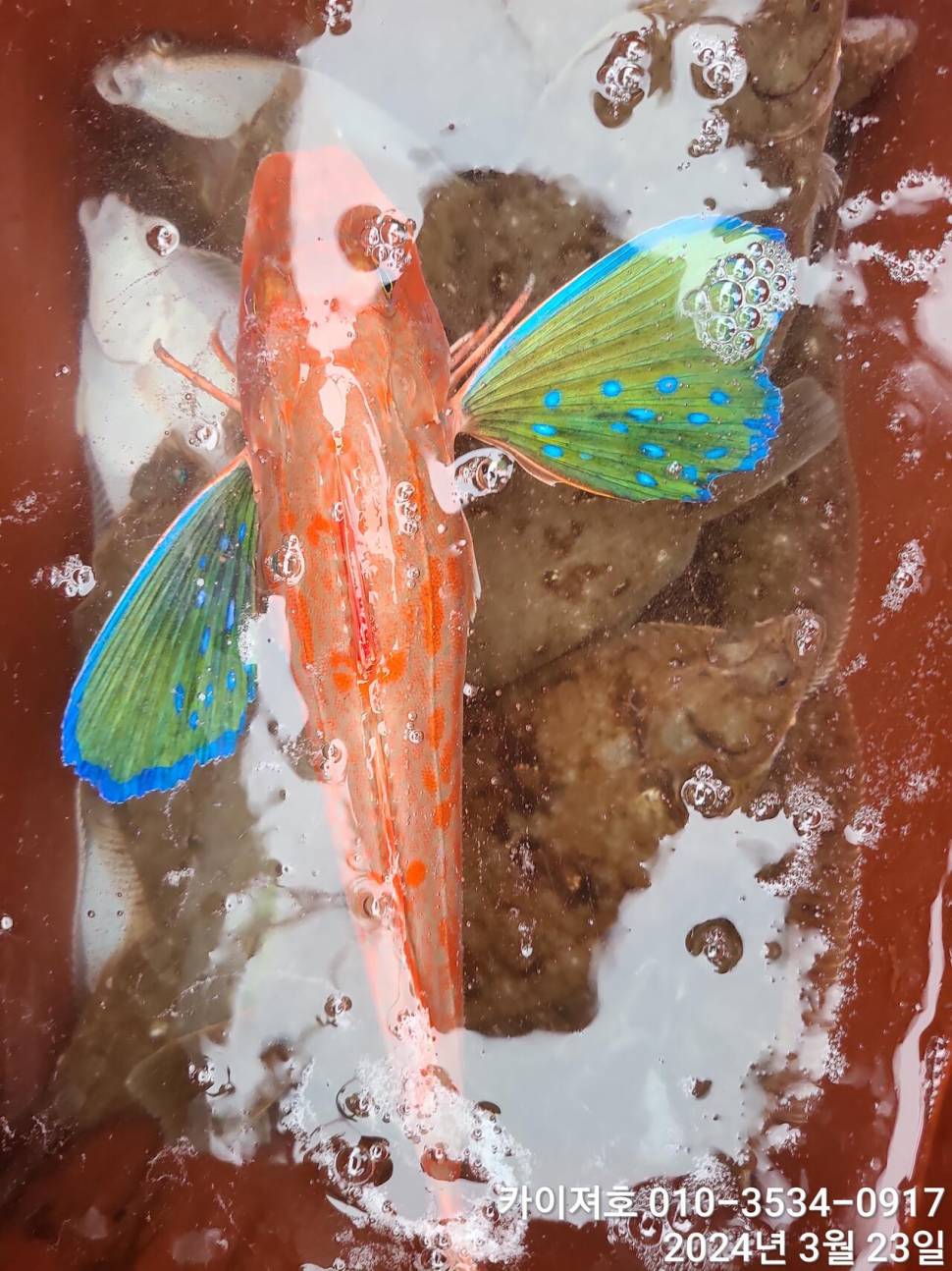 23일오후 대폭발 타작 (조황조행기 - 바다선상조황)