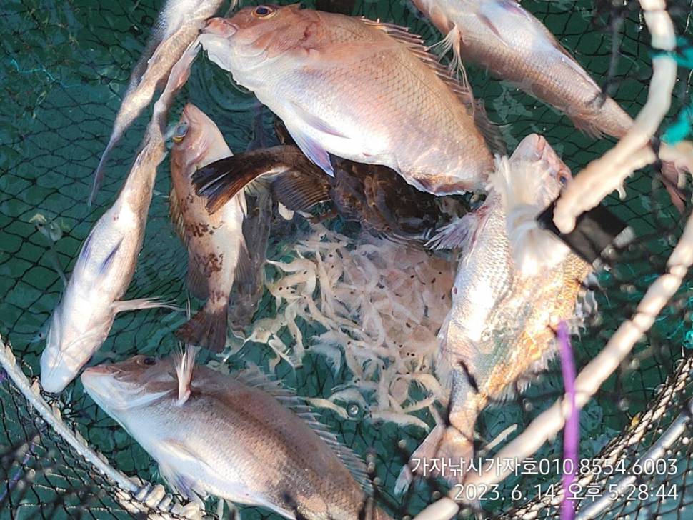 돔돔 참돔 흘림 조황입니다 (조황조행기 - 바다선상조황)